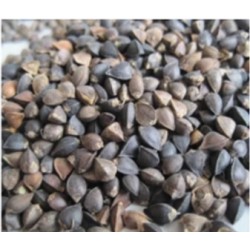 1- Karabuğday Un Değirmeni