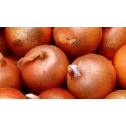 1 Soğan Türk Malı